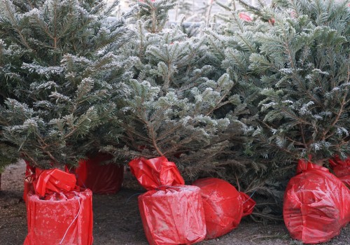 Echte kerstbomen bij Tuincenter Claes